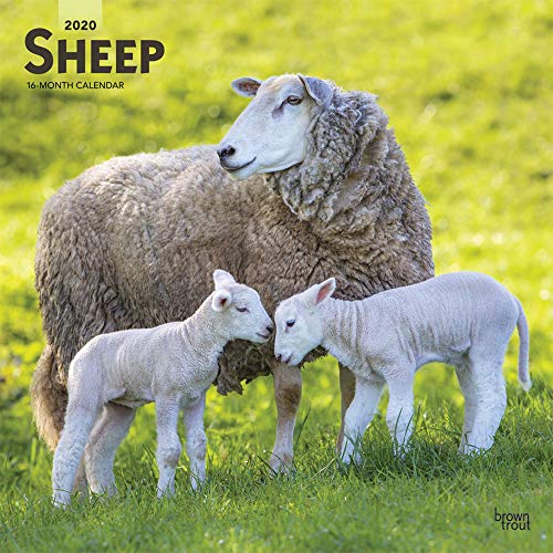 Sheep - Schafe 2020 - 16-Monatskalender: Original BrownTrout-Kalender [Mehrsprachig] [Kalender] (Wall-Kalender)