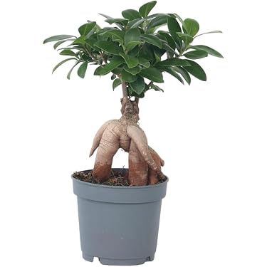 Amazon.de Bestseller: Die beliebtesten Artikel in Bonsai