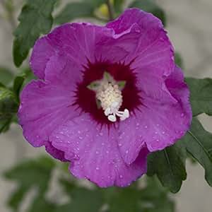 Roseneibisch, (Hibiskus syriacus), rot blühend, 1 Strauch Amazon.de