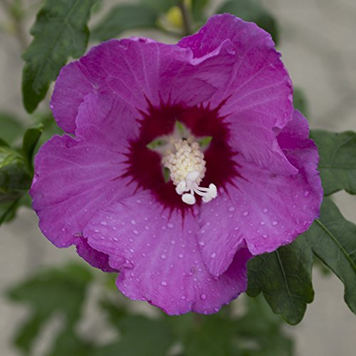 Roseneibisch, (Hibiskus syriacus), rot blühend, 1 Strauch