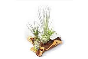 exotenherz - Tillandsias sur Mopaniwurzel - XXL - 5 plantes
