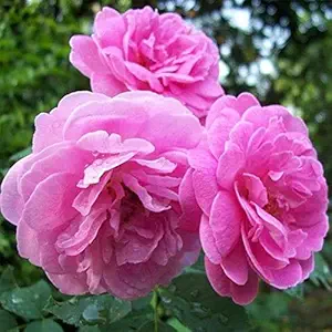 Mphmi Plantslive Damascus Rose, Scented Rose (Any Color) - Plant
