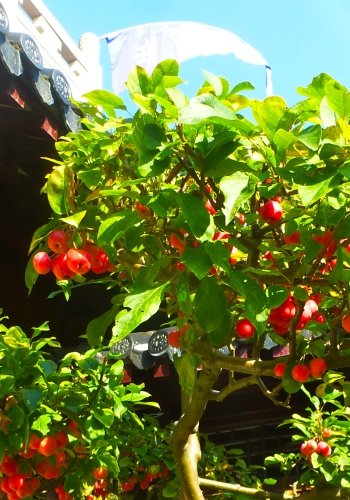 TROPICA – Bonsai – Nagasaki-Apfelbaum ( Malus baccata var. Mandshurica ) – 35 Samen - 2