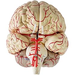 Modelo Plástico de Cerebro