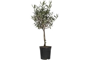 Plant in a Box - Olivo sobre tronco - Olea Europaea - Maceta 17cm - Altura 60-70cm