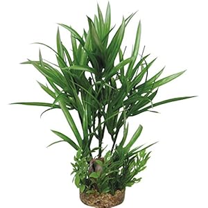 Haquoss PHYTOS, 20, 6x 6x 24h cm