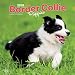 Border Collie Puppies - Border Collie Welpen 2019 - 18-Monatskalender mit freier DogDays-App (Wall-Kalender) by