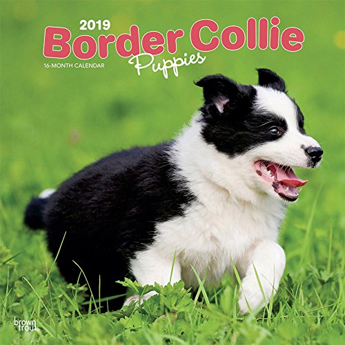 Border Collie Puppies - Border Collie Welpen 2019 - 18-Monatskalender mit freier DogDays-App (Wall-Kalender)
