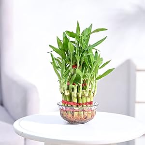 Ugaoo Lucky Bamboo 3 Layer Feng Shui Plant (green color)