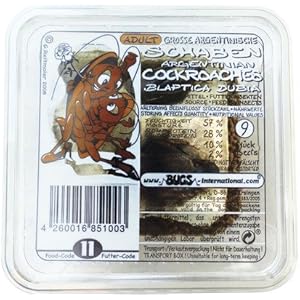 Argentinische Schaben Gross Dose 10 Stück