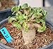 Produktbild Dorset Horn Adenium DHA seltene saftiges arabicum Pet Na Wang (Spezi Auswahl) by Farmerly