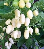 Semillas Seekay Pimiento Picante - Habanero Blanco - 20 Semillas