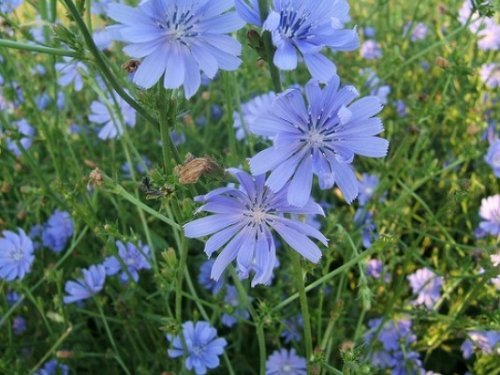 Wegwarte - Cichorium intybus - 2000 Samen