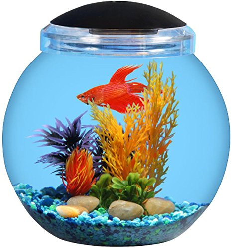 globe fish tank