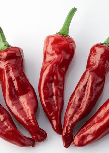 Tropica - Paprika / Chilli - Gorria (Capsicum annum) - 10 Samen - Der typisch baskische Chilli