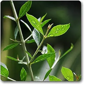 OhhSome Henna Eight Month Old Sapling Plant, Mehendi, Heena, (Lawsonia Inermis)