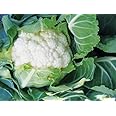 Cauliflower Plug Plants Grow Your Own Vegetables 'Ready to Plant Now' Young Vegetable Plants (3)
