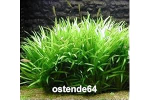 WFW wasserflora Grasartige Zwergschwertpflanze/Echinodorus latifolius im TOPF