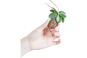 PLNTS - Baby Hoya Mathilde - Indoor Plants, Real Plants, Sustainable Packaging - 6 cm Pot - Height 10 cm - Direct from the Nursery