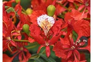 SVI Delonix Regia - Poinciana royal - plantes tropicales rares graines d'arbres et Bonsai (10)