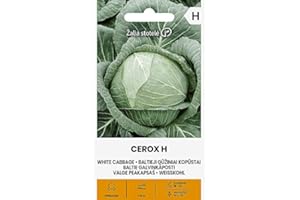 ŽALIA STOTELĖ Zalia stotele | COL BLANCA CEROX H semillas | Semillas de hortalizas | Semillas repollo | Semillas de plantas | Semillas de jardín | 1 paquete