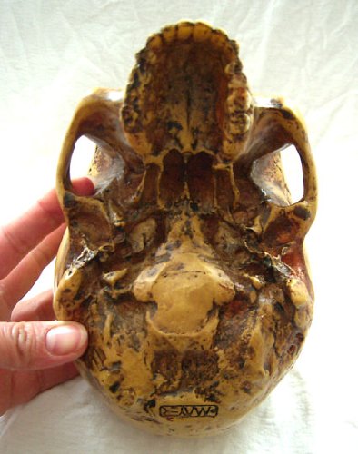 Anatomie Schädel mit Unterkiefer von Markus Mayer - 5