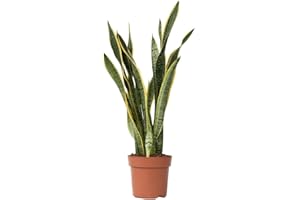 Plant in a Box - Sansevieria Laurentii - Plante d'intérieur facile - Langue de belle-mère - Pot 21cm - Hauteur 65-75cm