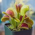 LifeShowMe Delhi Nursery Plants Venus Flytrap, Dionaea muscipula - Plant