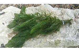 Lincolnshire Pond Plants Ltd Ceratophyllum (Hornwort) Oxygenating Pond Plant - Native Oxygenator (5 Bunches)