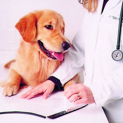 3M-Clear-Custom-Fit-Collar