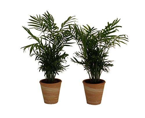 Pflanzenservice 891132 Zimmerpalmen-Duo mit Dekotopf, terrakotta