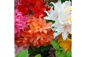 GARDENERSDREAM 6 X GEMISCHTE AZALEEN JAPANISCHE ZWERGSTRÄUCHER BUNTE GARTENPFLANZEN IN TÖPFEN