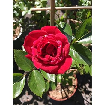 lichtnelke - Kletterrose 'BAROCK' Rose cremegelb mit