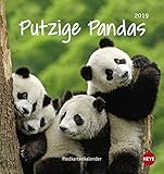 Putzige Pandas Postkartenkalender - Kalender 2019 by 
