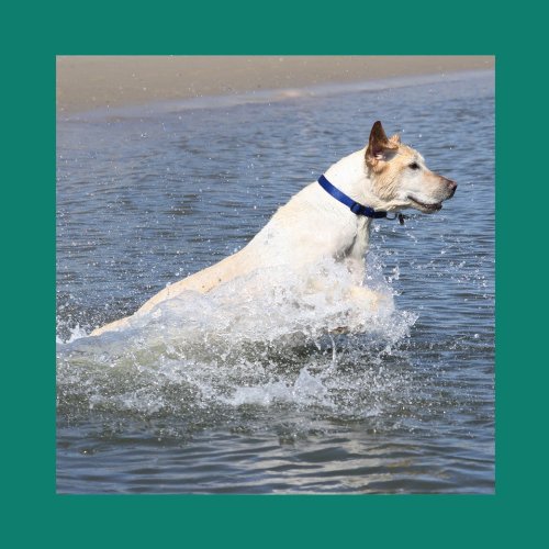 CaniMove-Maxi-2-Pots-Joint-Tablets-for-Large-Dogs