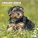 Produktbild Magnet & Steel 9108 Mini-Kalender Yorkshire Terrier 2019
