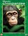 Chimpanzee