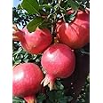 Cloud Farm Live Red Pomegranate fruit plant - Anar ka podha Fruit Tree For Outdoor Garden Decorative Plant (it's big size fruit variety tree),CF_19