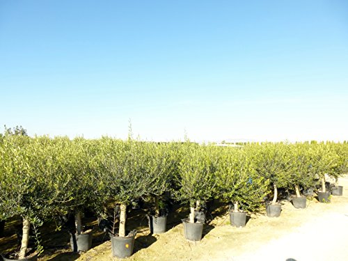 Olivenbaum „Olea europea“ – 160/190 cm – dicker Stamm 25 cm Umfang – Pot 30 ltr. - 3