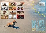 Image de Teckel 2017 Calendrier