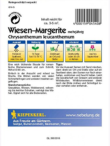 Chrysanthemum leucanthemum Wiesenmargerite - 2