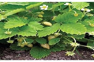 Just Seed - Fruit - Alpine Strawberry - White Soul - 250 Seed