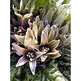 Alraune (Mandragora officinarum) 10 Samen der magischen im Frühling blühenden Zauberpflanze