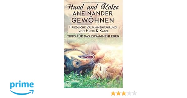 Hund Und Katze Aneinander Gewöhnen Friedliche