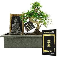 Bonsaiworld Bonsai Buddha Wasserfall Set - 10 Jahre alt - Baumhöhe 30-35 cm