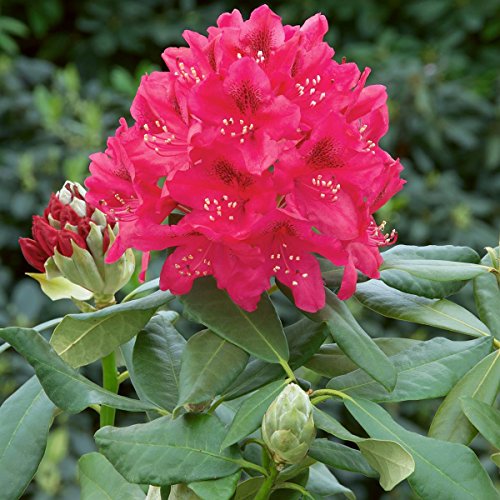 Rhododendron, 2 Liter rot/rosa, 1 Pflanze - 2