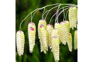 HAPPY GREEN SHOP Greater Quaking Grass - 400 Seeds + freebie + Plant tag (Briza Maxima)
