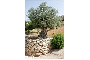 RP Seeds Olea Europea (Olive Tree) - Large Packet - 100 Seeds