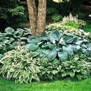 Hosta 10 Samen Mischung, Funkien-Samen