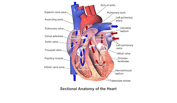 Amazon De Menschliche Herz Anatomie Medical Poster 32 Inch X 32 Inch A